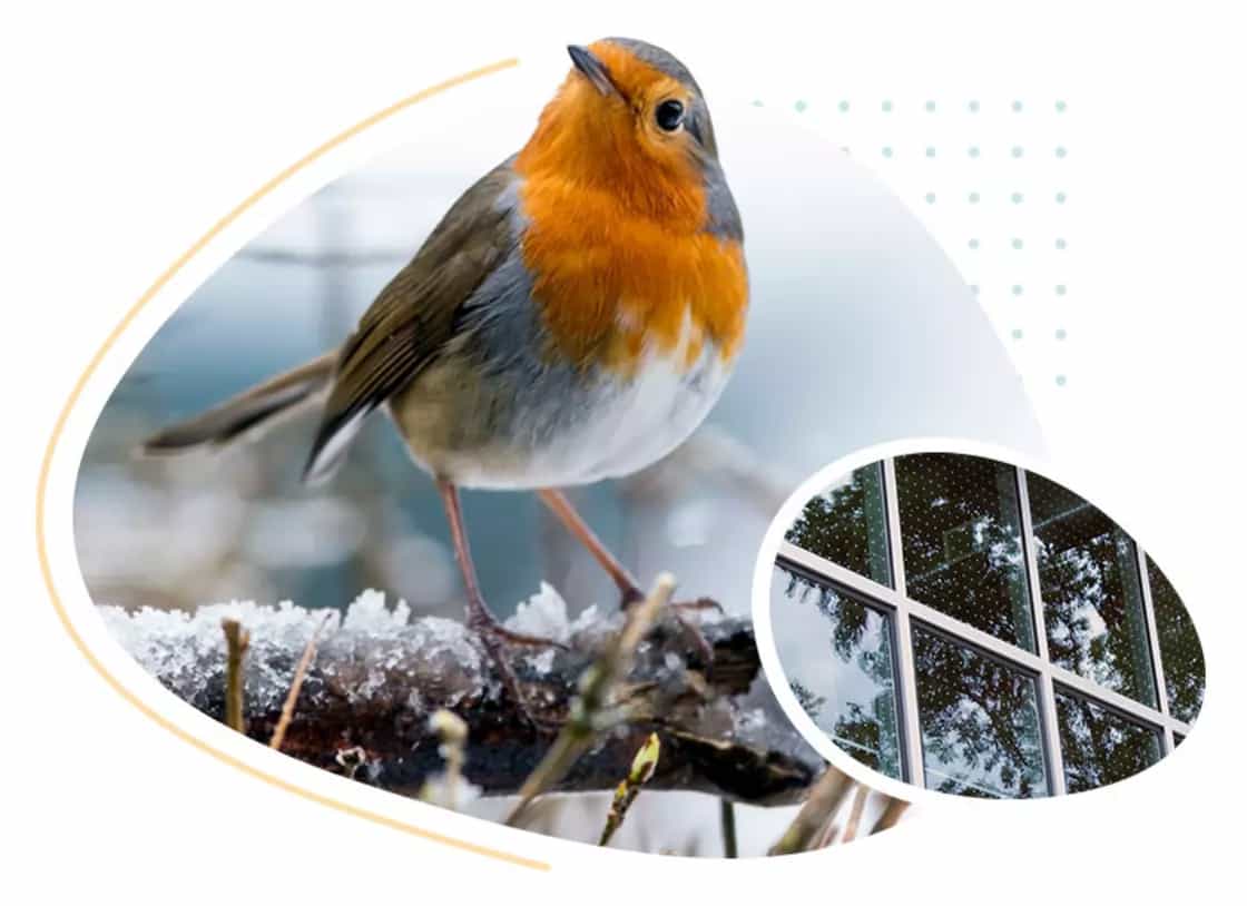 Bird from website development