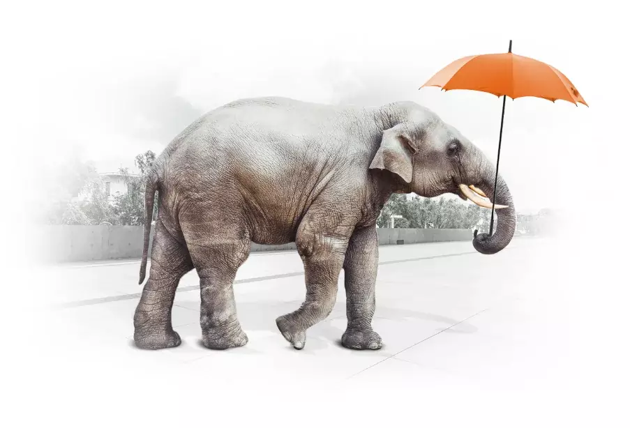 Billard Elephant Promo Image